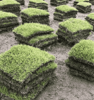 马尼拉草坪可以混播其他草种吗及铺设的步骤