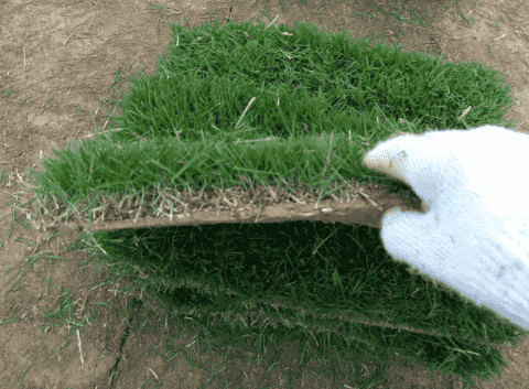 马尼拉冬天铺草坪能成活吗耐寒多少度