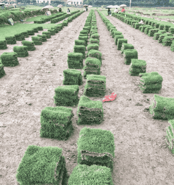 种植马尼拉草皮需要注意的冬天是绿色吗
