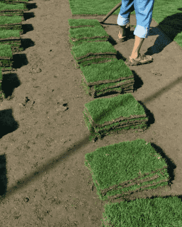 马尼拉草坪和百慕大草坪形态区分及专用除草剂