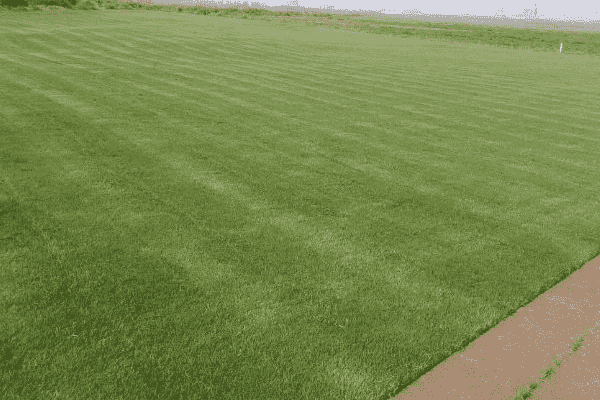 马尼拉草坪种植草皮对土地的要求几月发芽